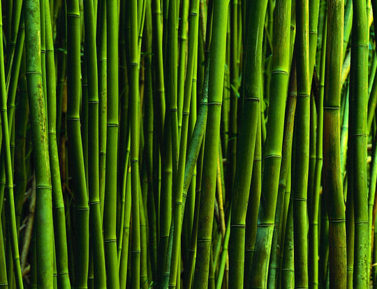 bamboo vs. bamboo from viscose