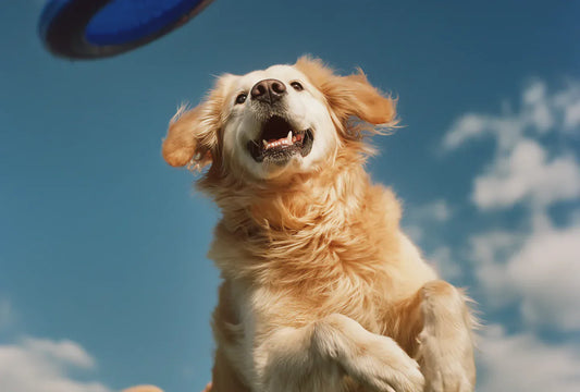 Pet care